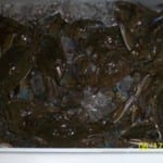 A large group of fish crowded in a confined water space.